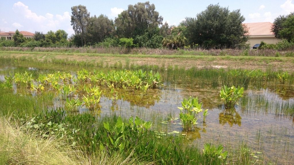 Une étendue d’eau de quelques pouces de profondeur avec toutes sortes de végétaux