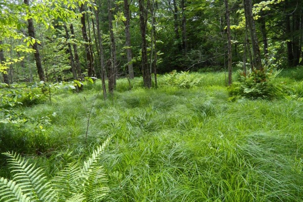 un sous-bois dont la végétation dense semble indiquer la présence d'un milieu humide