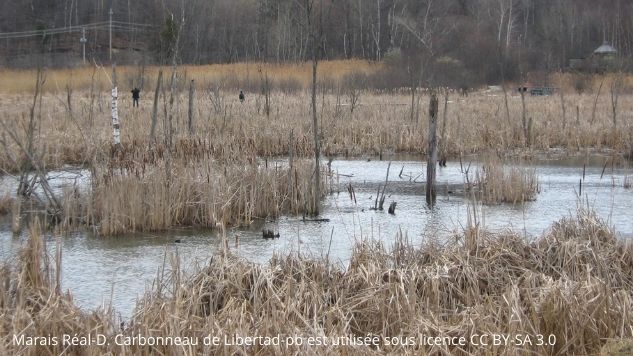 Un marais presque totalement recouvert de quenouille avec quelques arbres morts.