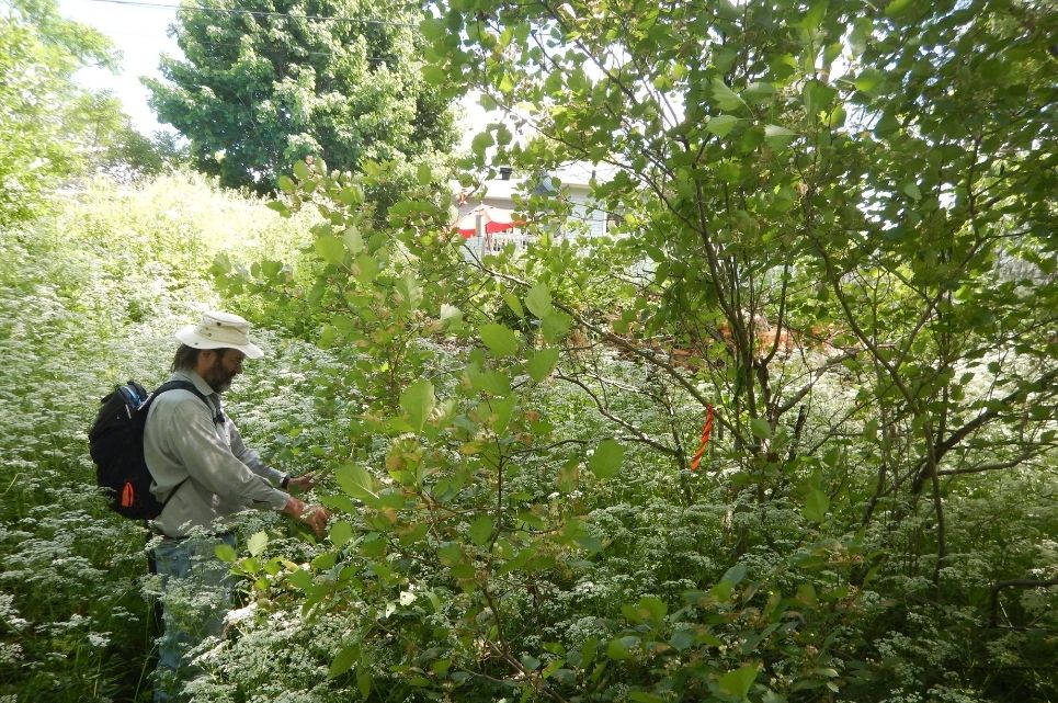 Un homme installe des ruban fluorescent à des branches d'arbres