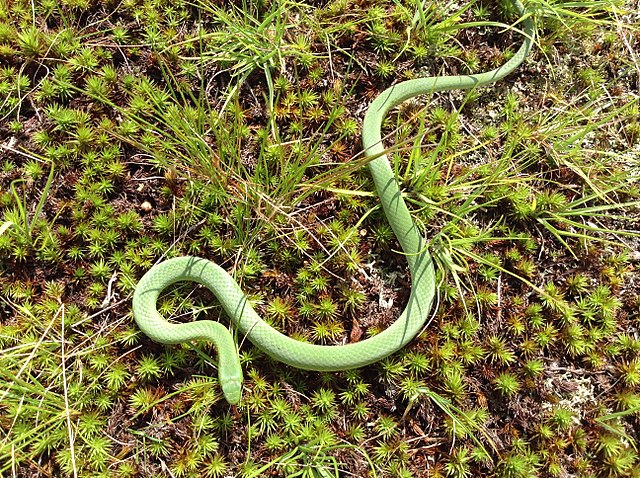 Couleuvre verte