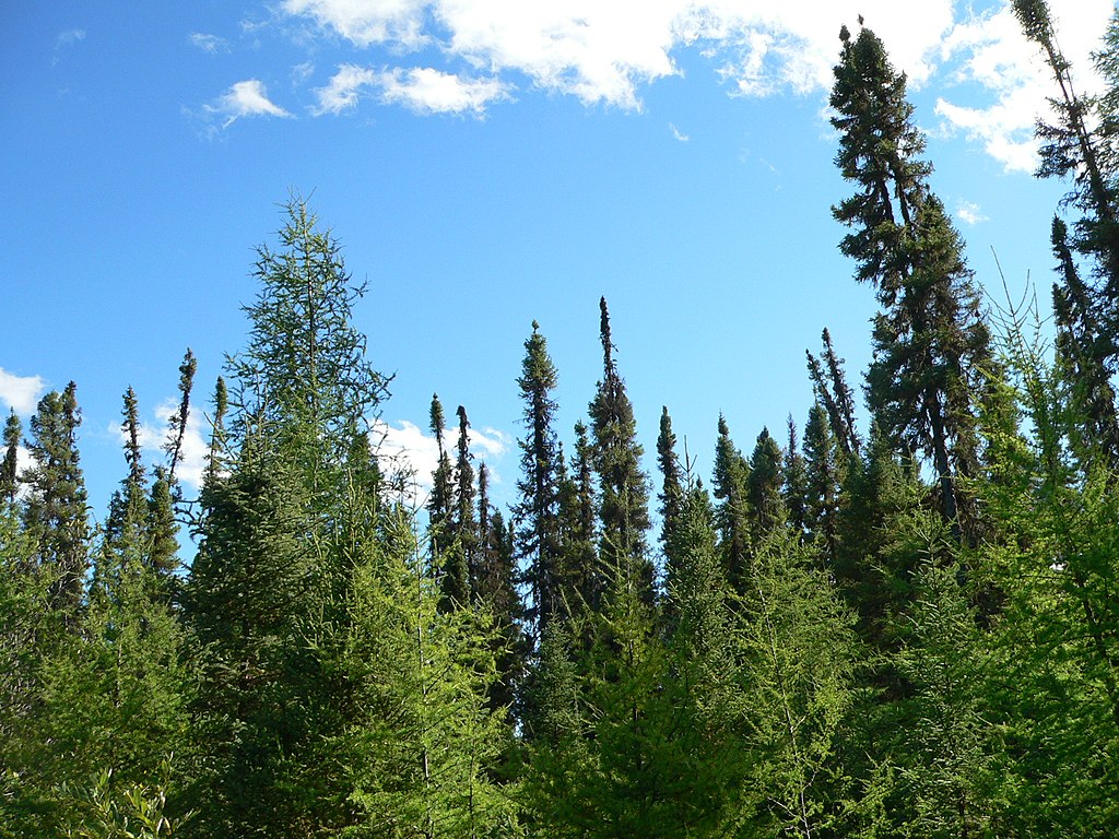 peuplement naturel d'épinette noire