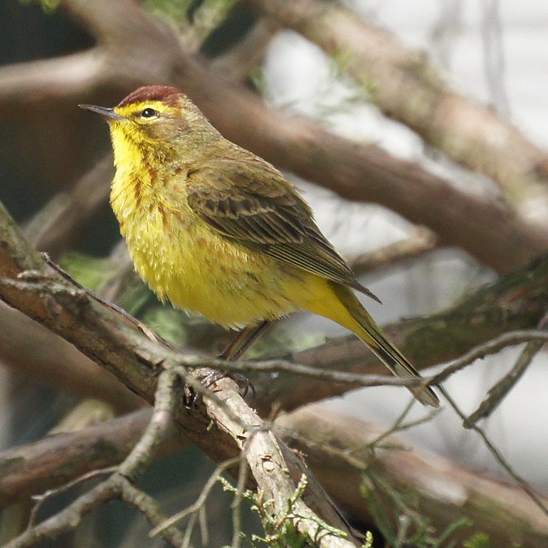 Paruline à couronne rousse, Setophaga Palmarum