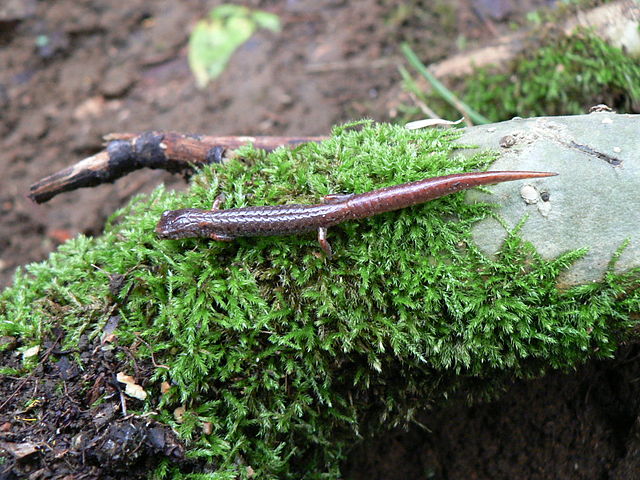 Une salamandre sur une roche