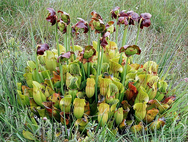 Sarracénie pourpre