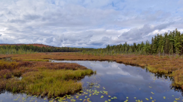 Plan d'eau dans une tourbière ombrotrophe (bog)