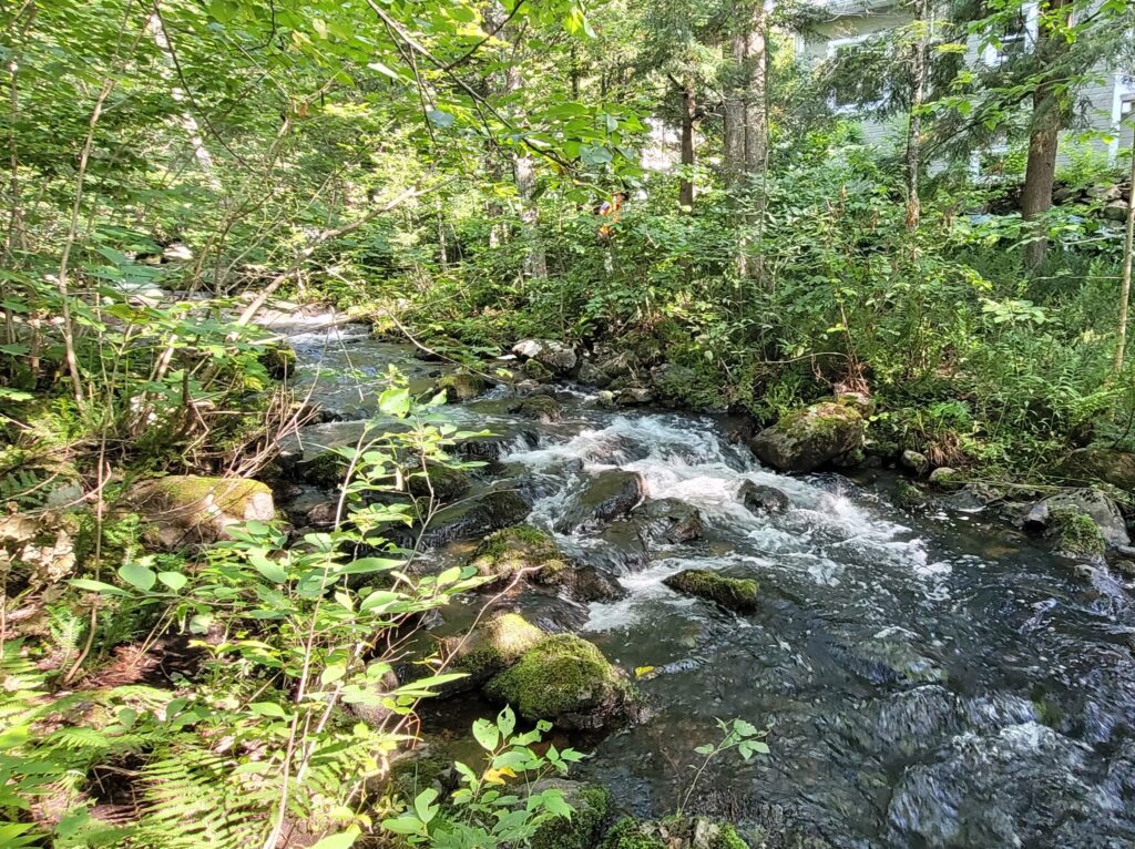 Ruisseau dans forêt